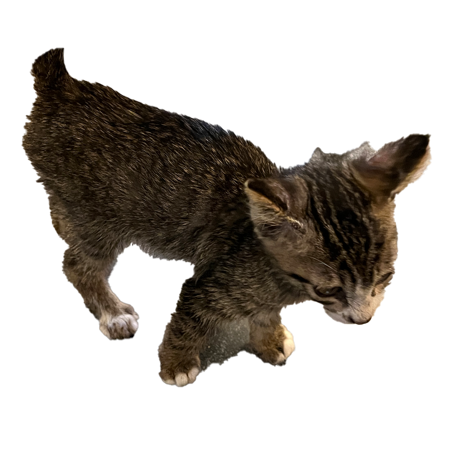 Image vocabulary — cat