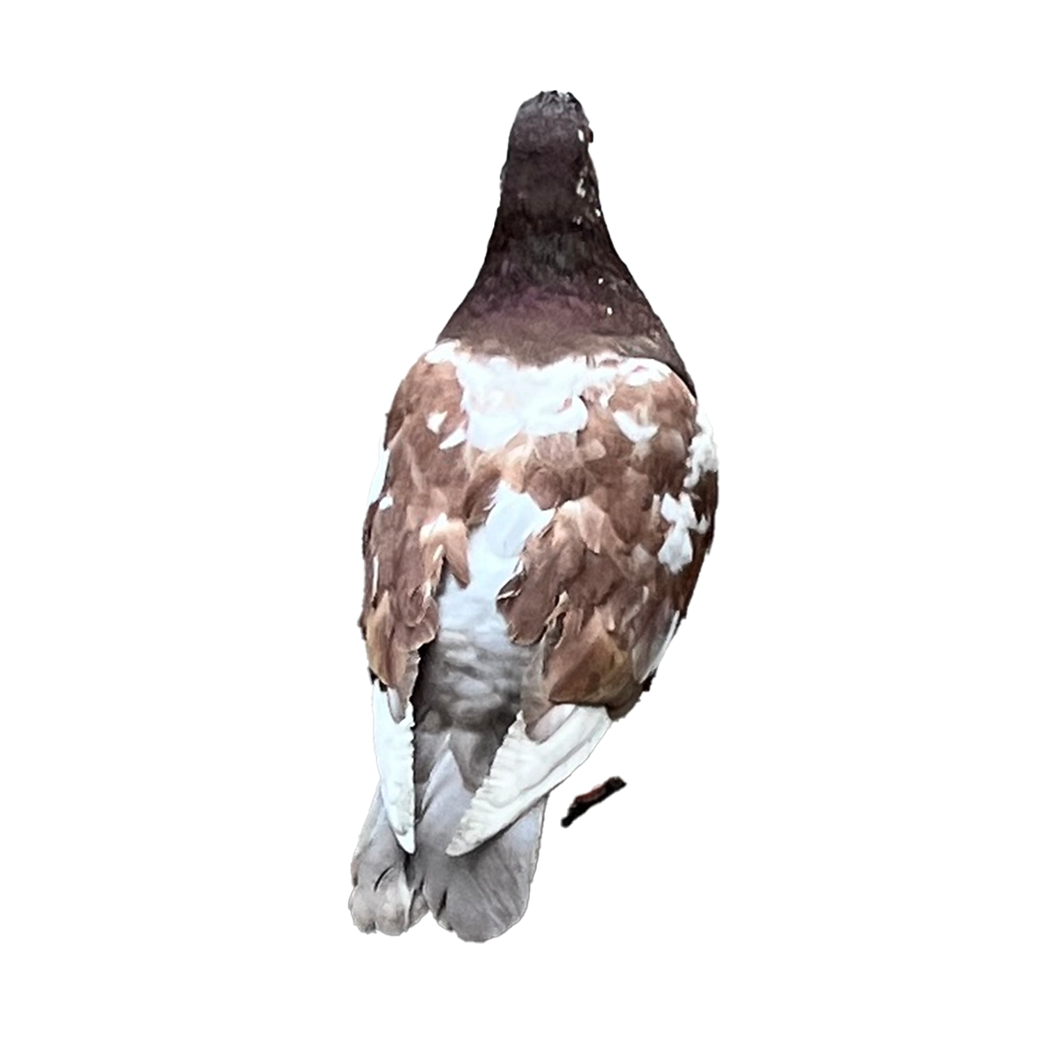 Image vocabulary — pigeon
